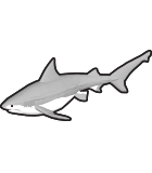 Shark Bite Force Measurement